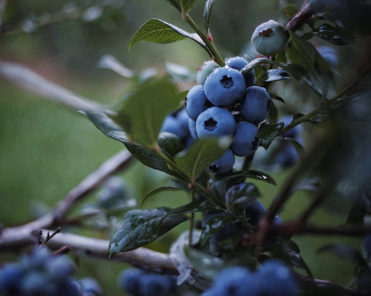 Frozen blueberries